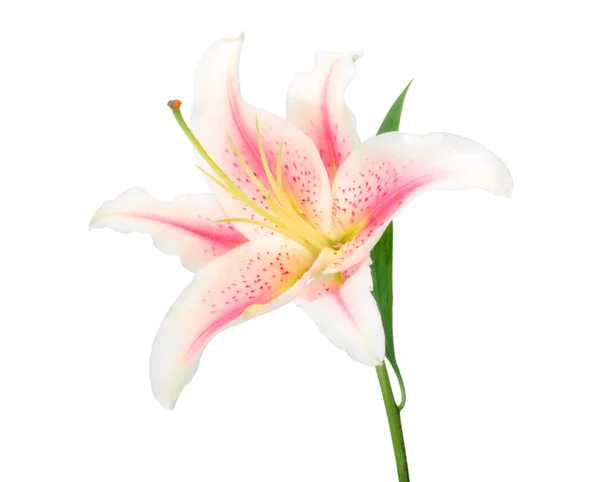 En vit-rosa lily med grönt blad — Stockfoto