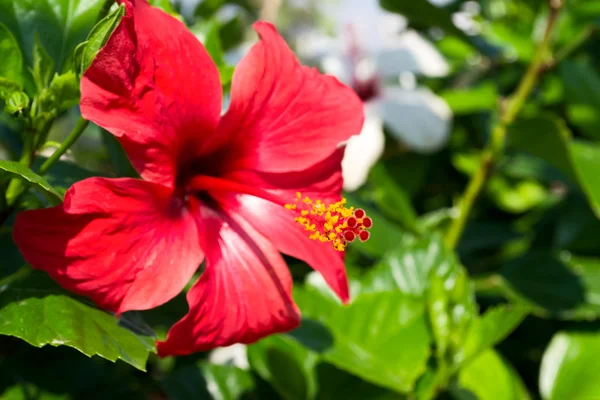 Hibiscus Flower — Stock Photo, Image
