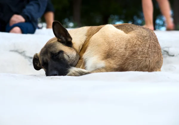 Hunden sover oudoor — Stockfoto