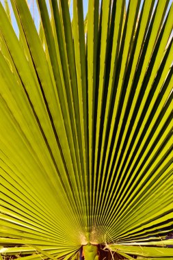 closeup palmiye yaprağı