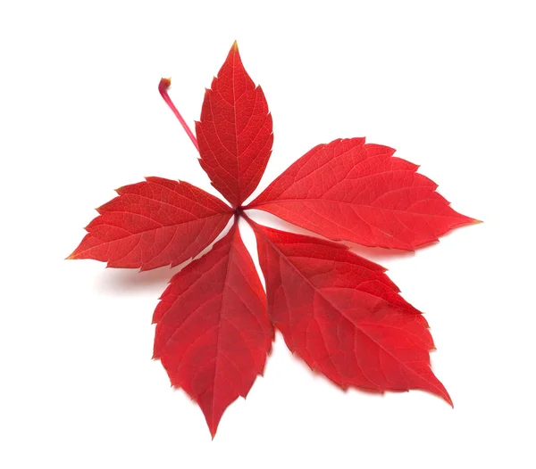 Red autumn virginia creeper leaves — Stock Photo, Image