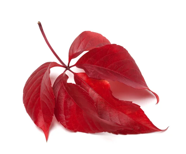 Rote Herbst virginia Schlingpflanzen Blätter — Stockfoto