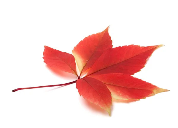 Autumn virginia creeper leaves — Stock Photo, Image