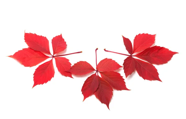 Three red autumn virginia creeper leaves — Stock Photo, Image