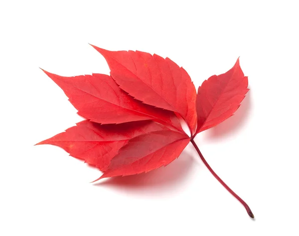 Rojo otoño hojas de virginia creeper aisladas sobre fondo blanco —  Fotos de Stock