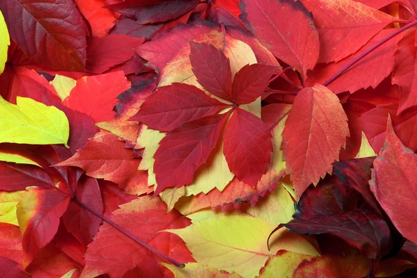 Fundo de folhas de outono multicoloridos — Fotografia de Stock
