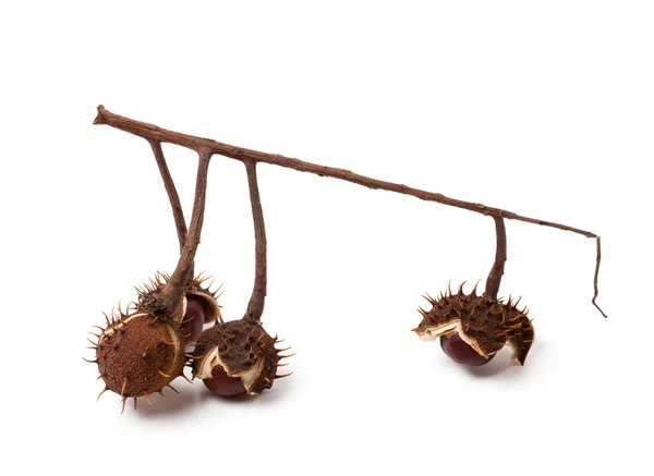 Лошади chestnuts внутри сухой корки на ветке — стоковое фото