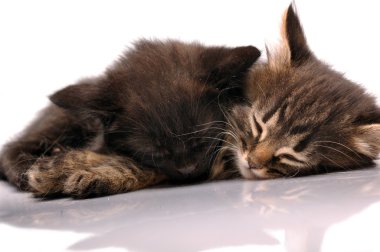 Two kittens sleeping together clipart