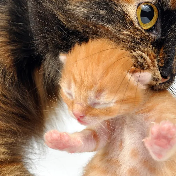 Mamma katt redovisade nyfödd kattunge — Stockfoto