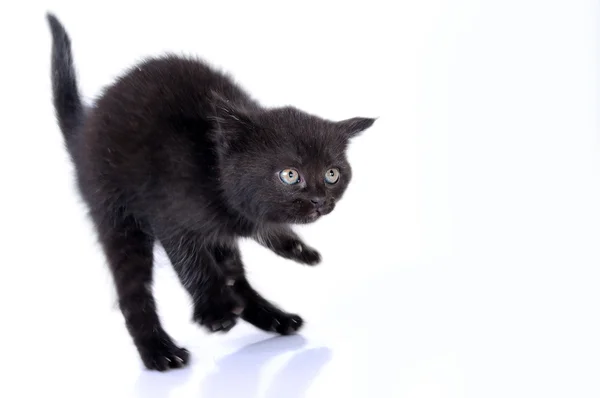 Kitteng springen — Stockfoto