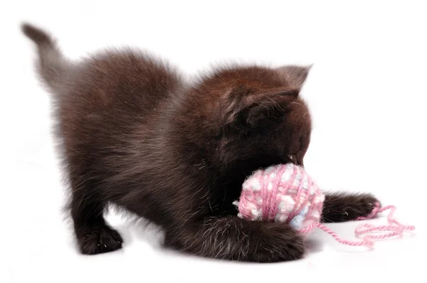 Kätzchen spielt mit einem Wollknäuel — Stockfoto