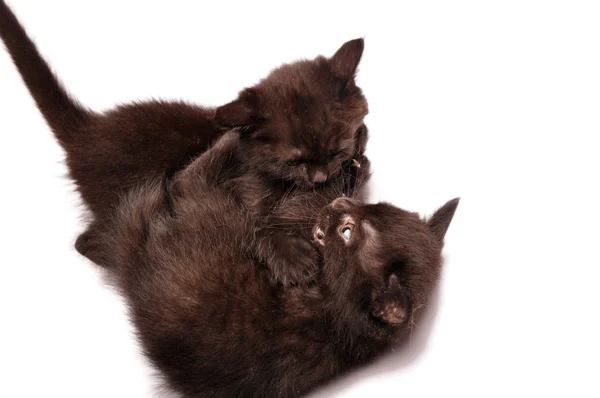Kittens playing together — Stock Photo, Image