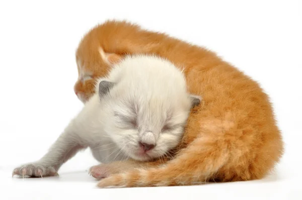 Blind newborn baby kittens — Stock Photo, Image