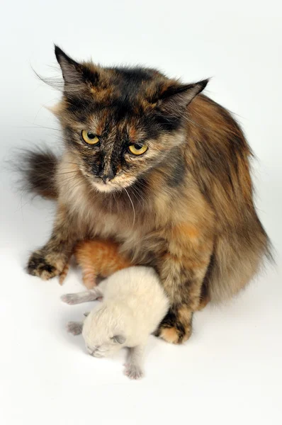 Madre gato y gatito —  Fotos de Stock