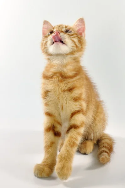 Red kitten looking up — Stock Photo, Image