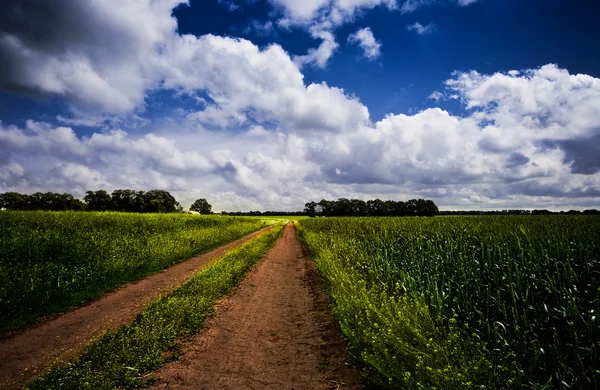Estrada através do prado — Fotografia de Stock
