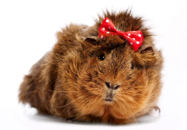 Funny guinea pig portrait — Stock Photo, Image