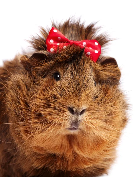 Funny guinea pig portrait — Stock Photo, Image