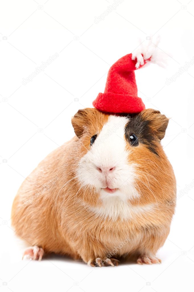 Funny guinea pig portrait