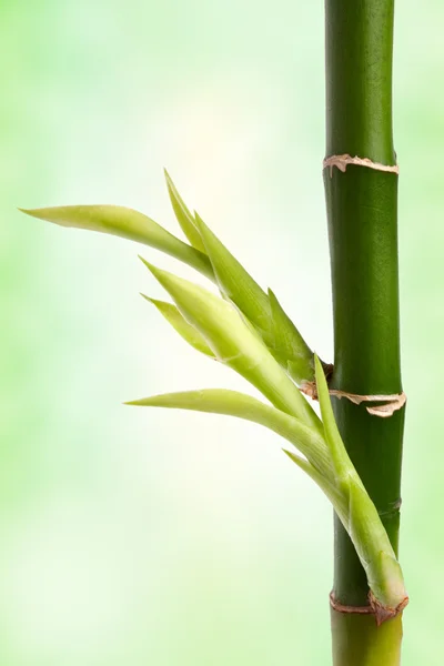 Бамбуковая ветвь — стоковое фото