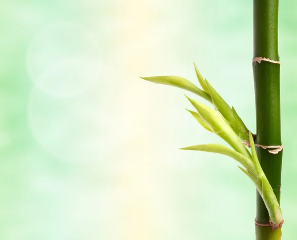 Ramo de bambu — Fotografia de Stock