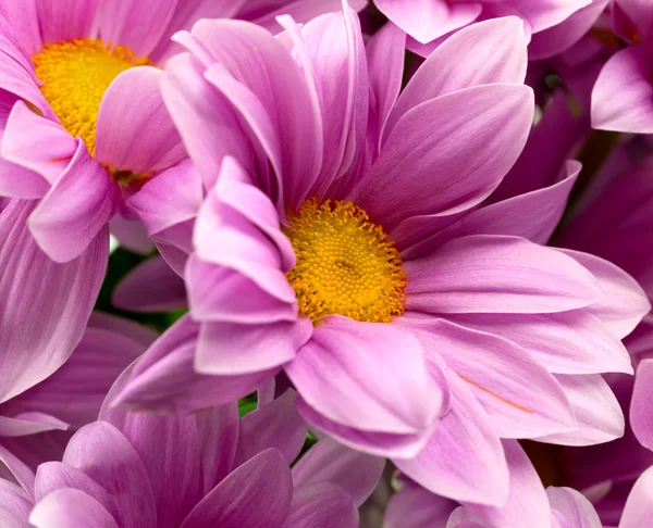 Fleurs de chrysanthème rose — Photo