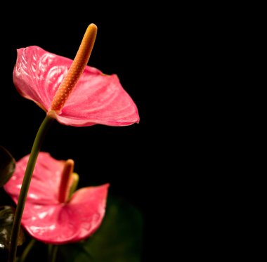 Siyah arkaplanda fotokopi spa 'sı olan anthurium çiçeklerinin kapatılması