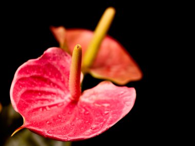 Siyah arkaplanda fotokopi spa 'sı olan anthurium çiçeklerinin kapatılması