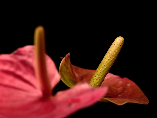 Closeup of anthurium flowers over black background with copy spa — Stock Photo, Image