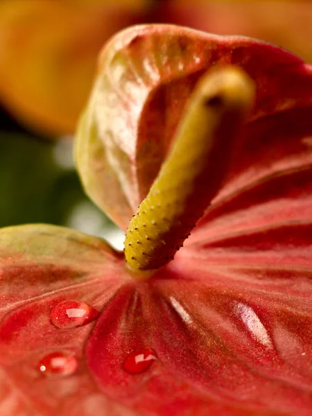 Widok zbliżenie kwiatów Anturium z kropelek wody — Zdjęcie stockowe