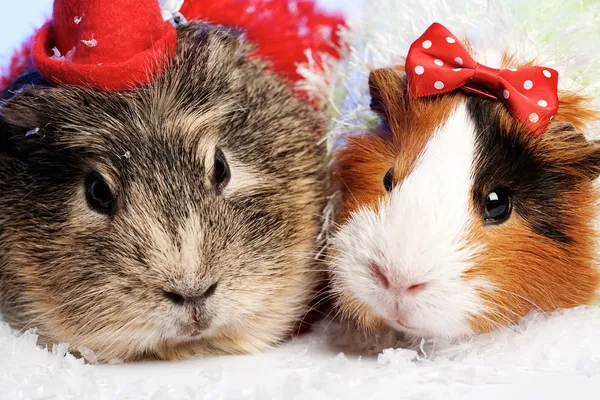 Funny Animals. Guinea pig Christmas portrait — Stock Photo, Image
