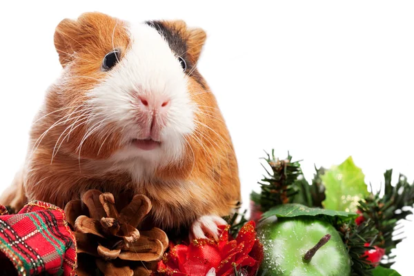 Funny Animal. Guinea Pig Christmas portrait — Stock Photo, Image