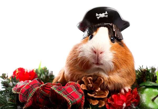 Animal gracioso. Retrato de Navidad de cerdo de Guinea —  Fotos de Stock