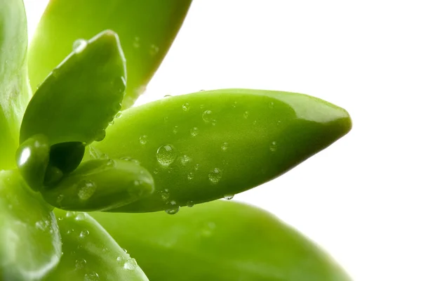 stock image Succulent leaves with water droplets over white