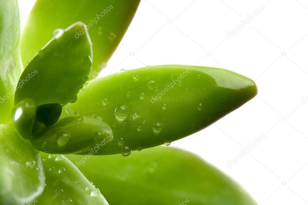 Succulent leaves with water droplets over white