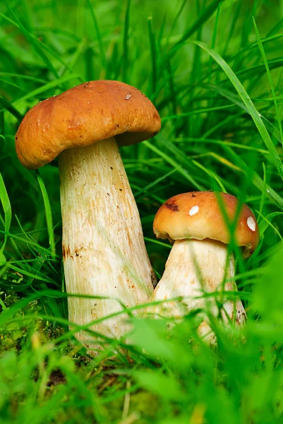 Borowik CEP. grzybów w lesie Obrazek Stockowy