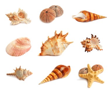 Set of seashells clipart