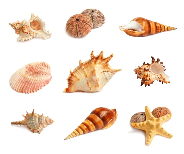 Set of seashells — Stock Photo, Image