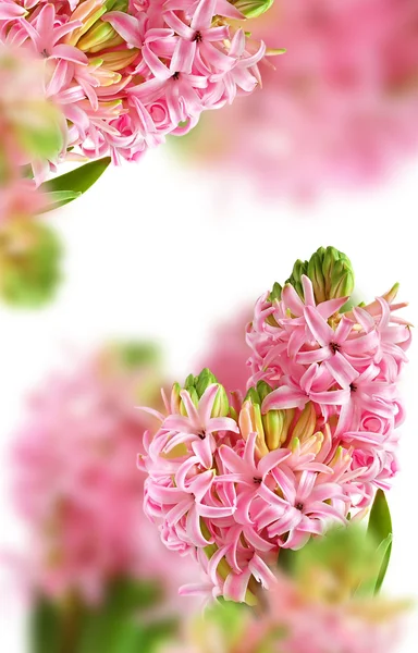 Achtergrond van roze hyacint — Stockfoto