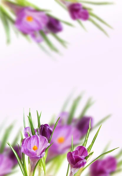 Фон из фиолетовых крокусов — стоковое фото