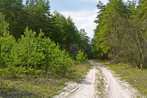 Estrada florestal — Fotografia de Stock