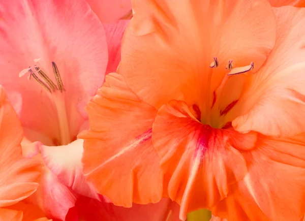 stock image Gladiolus