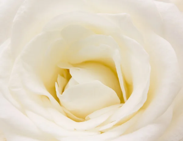 stock image White Rose