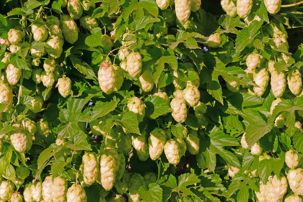Verdure with a ripe hop cones — Stock Photo, Image