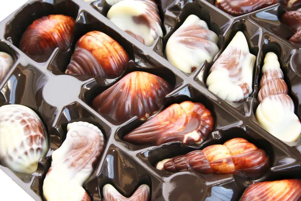Chocolate seashells — Stock Photo, Image