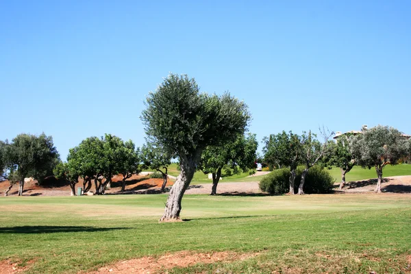 Drzewa na Cyprze — Zdjęcie stockowe