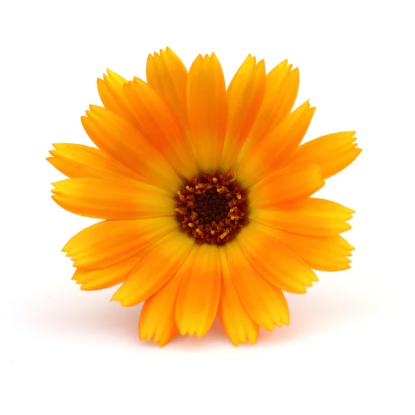Skönhet marigold — Stockfoto
