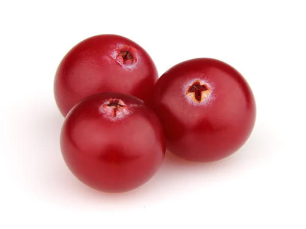 Cranberry segar — Stok Foto