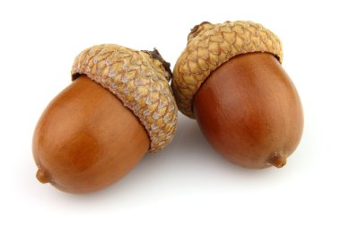 Dried acorns clipart