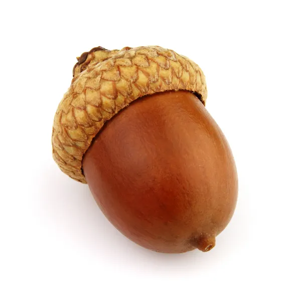 Gedroogde acorn — Stockfoto